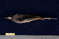 藏品(白耳畫眉)的圖片